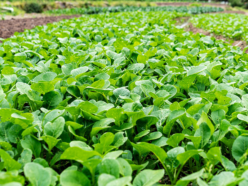 蔬菜生长一定要注意倒春寒