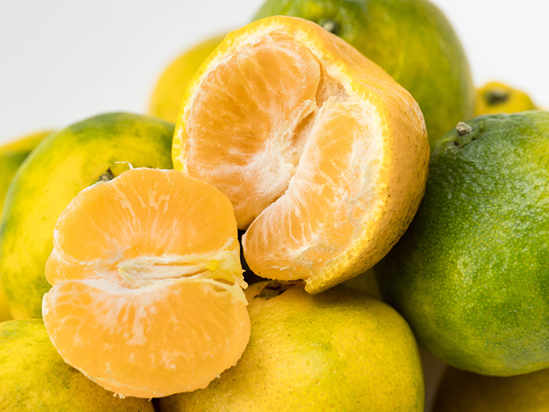 柑橘种植技术与管理策略